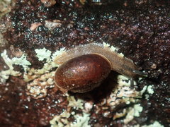 Austrochloritis wollemiensis