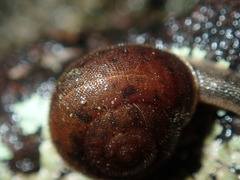 Austrochloritis wollemiensis