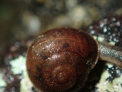 Austrochloritis wollemiensis