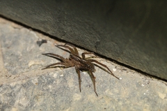 Lycosidae