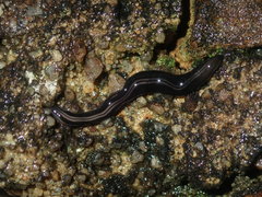 Platydemus victoriae