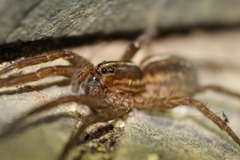 Lycosidae