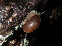 Austrochloritis wollemiensis