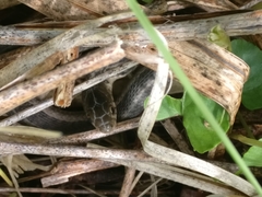 Thamnophis sirtalis