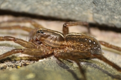 Lycosidae
