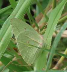 Catopsilia florella