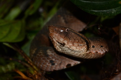 Bothrocophias hyoprora