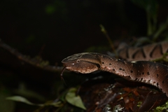 Bothrocophias hyoprora