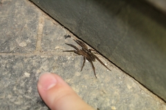 Lycosidae
