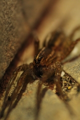 Lycosidae