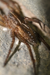 Lycosidae