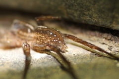 Lycosidae