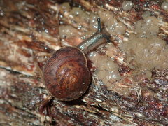 Austrochloritis wollemiensis