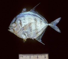 Turrum coeruleopinnatum