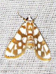 Obtusipalpis pardalis