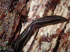 Platydemus victoriae