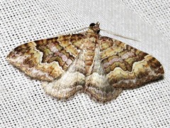 Mimoclystia explanata