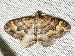 Mimoclystia explanata