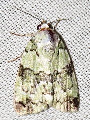Blenina squamifera