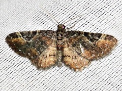 Melanthia ustiplaga