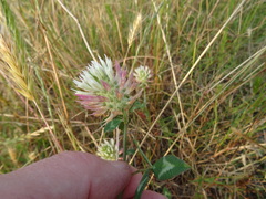 Trifolium vesiculosum