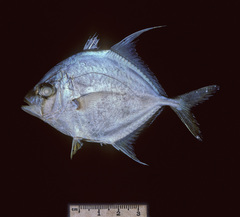 Platycaranx chrysophrys