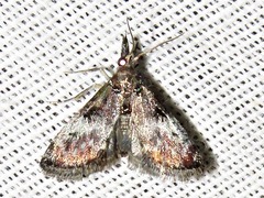 Rhynchopaschia melanolopha