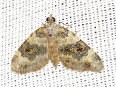 Piercia perizomoides