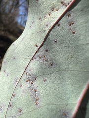 Puccinia smilacis