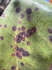 Puccinia smilacis