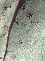 Puccinia smilacis