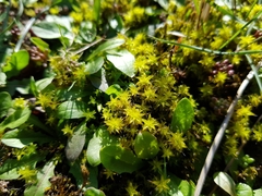Syntrichia ruraliformis