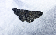 Diastictis cremnodes