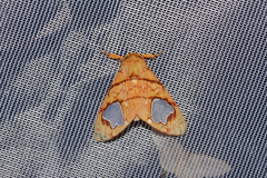 Zatrephes trailii