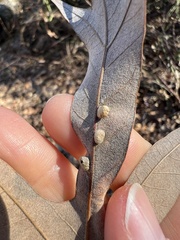 Macrodiplosis niveipila