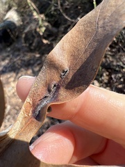 Macrodiplosis niveipila