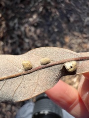 Macrodiplosis niveipila