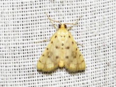 Calamoschoena stictalis
