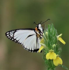 Leucochitonea levubu