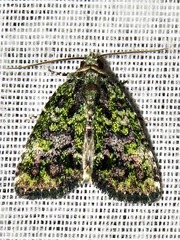 Iambia melanochlora