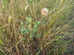Trifolium vesiculosum