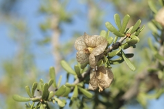 Bougainvillea spinosa