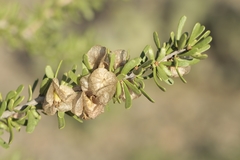 Bougainvillea spinosa
