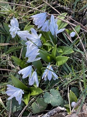 Scilla mischtschenkoana