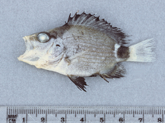 Lutjanus malabaricus