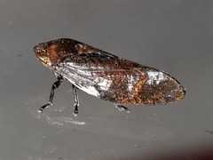 Amarusa australis
