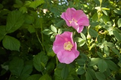 Rosa pisocarpa