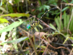 Huonia arborophila