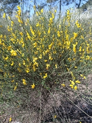 Cytisus grandiflorus