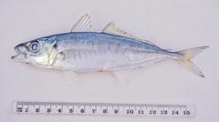 Decapterus russelli